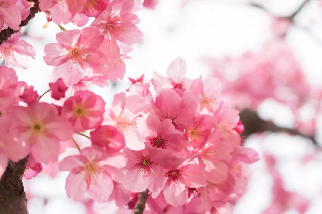 Tomb-Sweeping Day Holiday & HFL Offices Closed