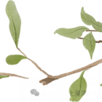 鸿孚热讯：鸿孚律师受邀参加华东政法大学“科技创新与新文娱法治论坛”并进行主题分享